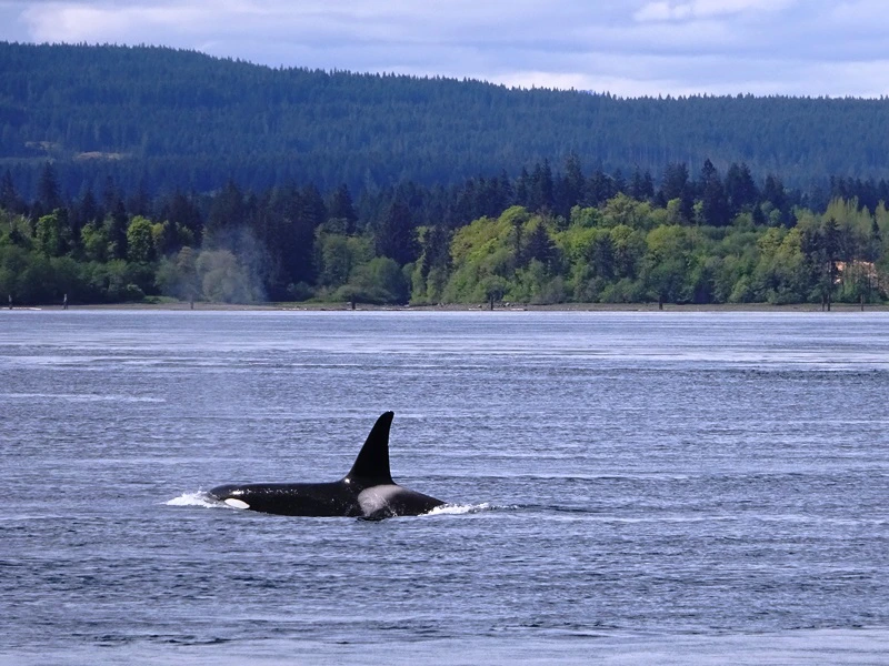 Orca Wale bei Campbell River, Kanada