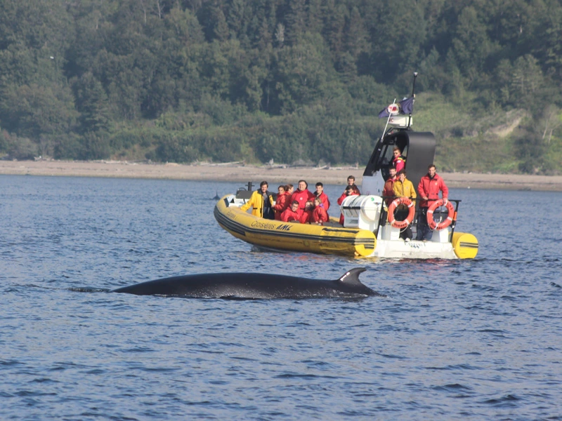 Reisende bei Walbeobachtung in Tadoussac, Kanada