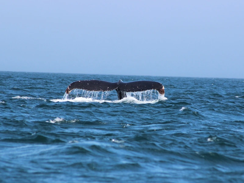 Waltour in Victoria Kanada