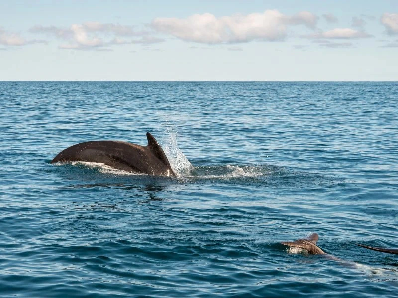 Walflosse ragt aus dem Wasser bei einer Whale-Watching-Tour an der Fundy Bay in Kanada.