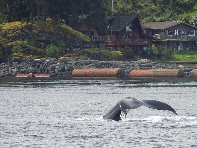 Orca bei Vancouver, Kanada