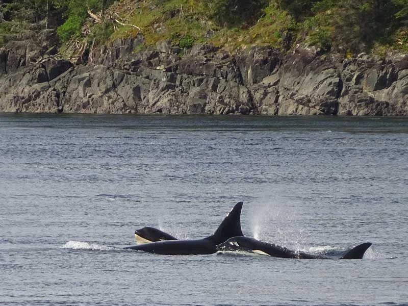 Orcas bei Vancouver, Kanada