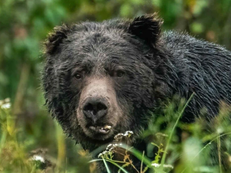 Grizzly Bär in Kanada