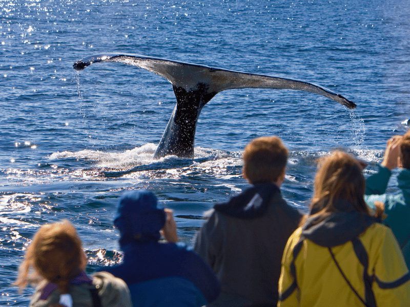 Kanada Familienreise Wal Beobachtung
