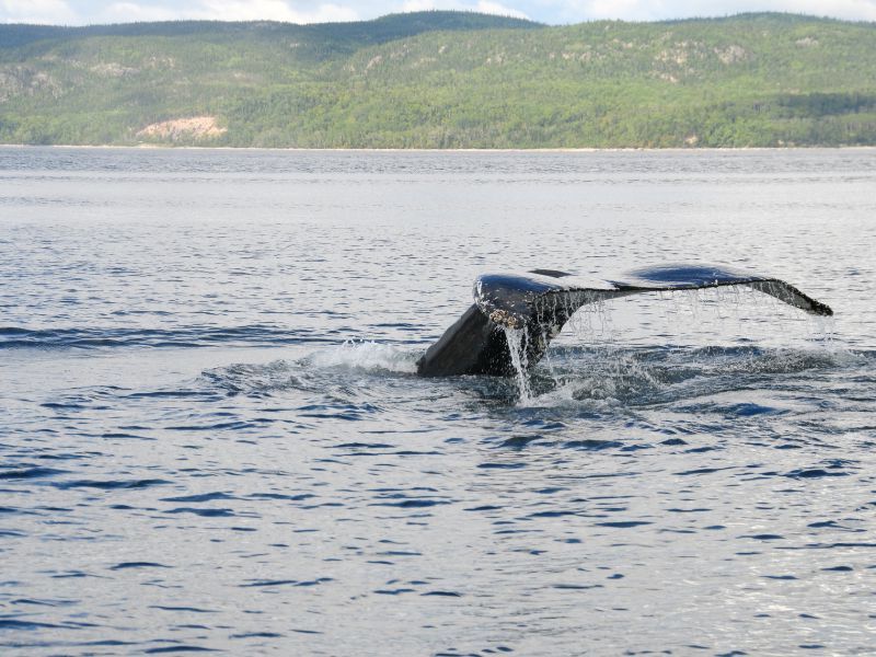 Wal Beobachtung in Tadoussac, Kanada