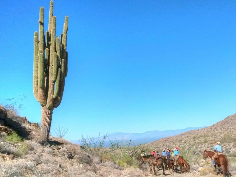 Kaktus in der WĂĽste von Arizona