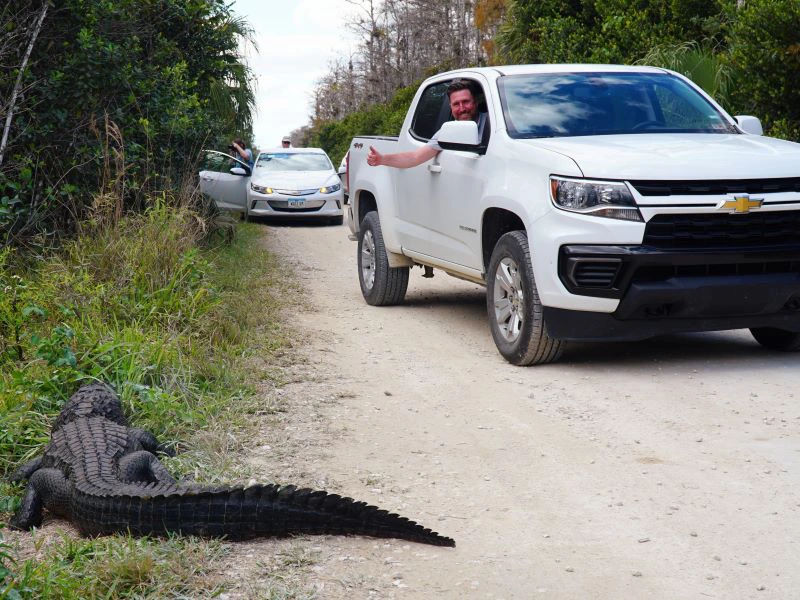 Alligator am Straßenrand Everglades