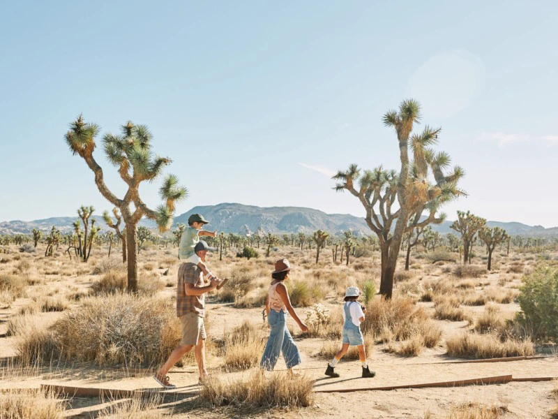 Joshua Tree Palm Springs