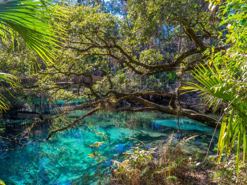 Blick auf das kristallklare Wasser im Silver Springs State Park