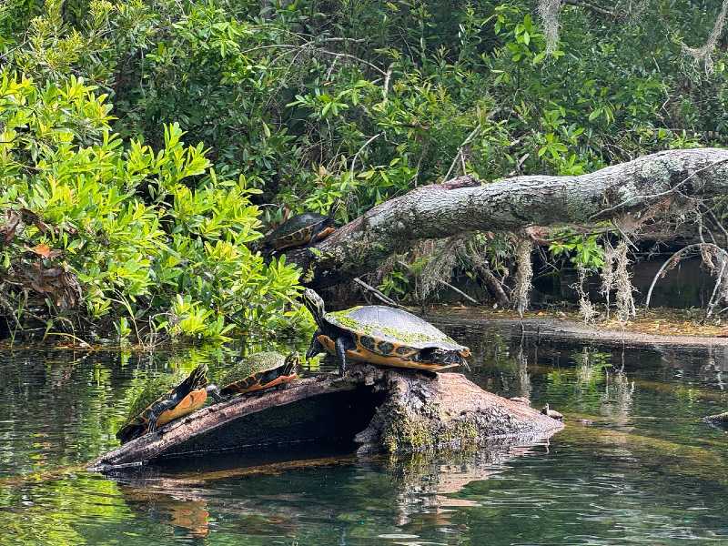 ruhende Schildkröten in Ocala