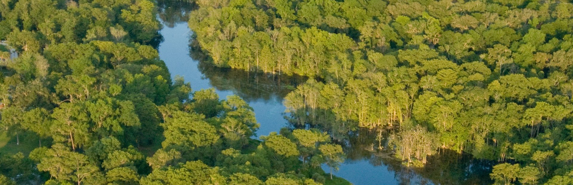 Mangrovenwald von Ocala