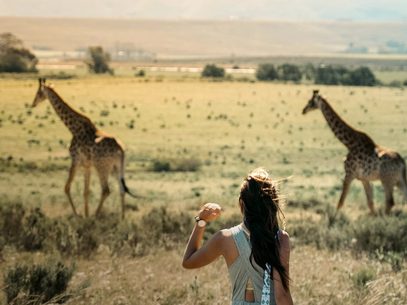 Eine Frau die auf einer Wiese mit Giraffen steht.