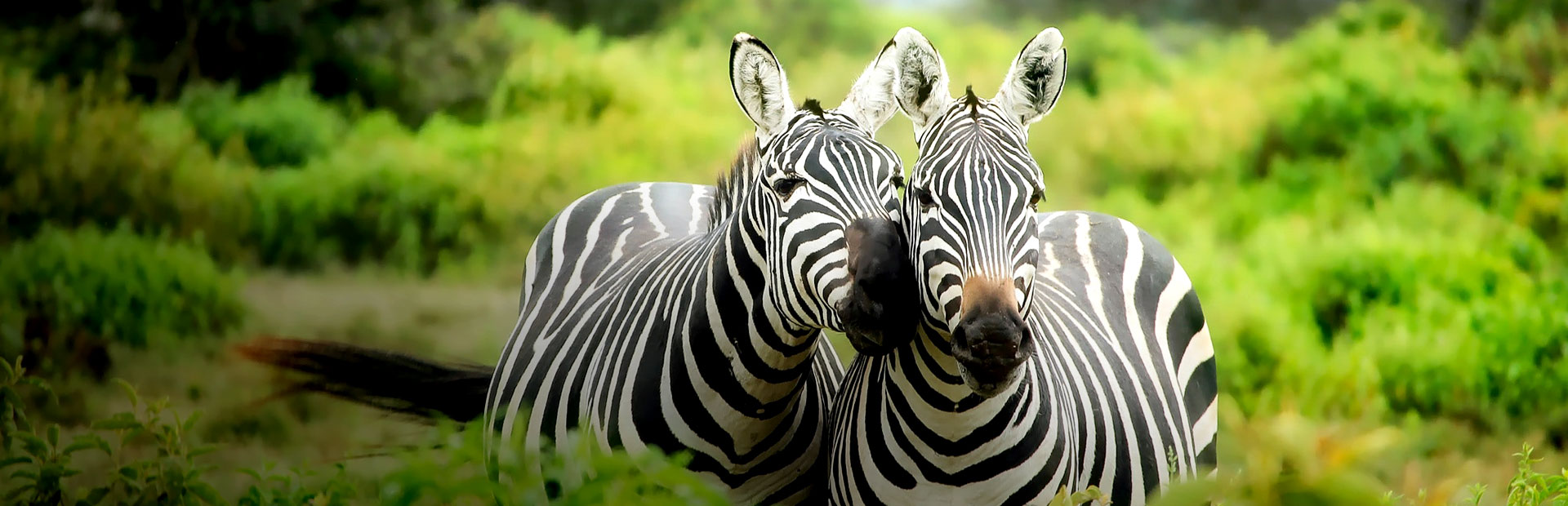 Zebra in Südafrika