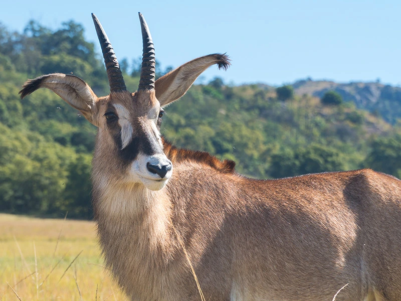 Mlilwane Wildlife Sanctuary Swasiland