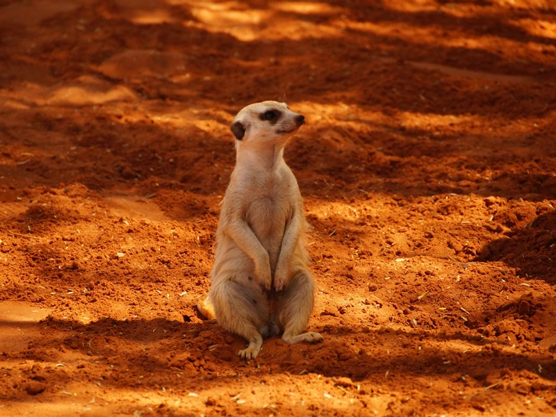 Erdmännchen in Oudtshoorn Südafrika
