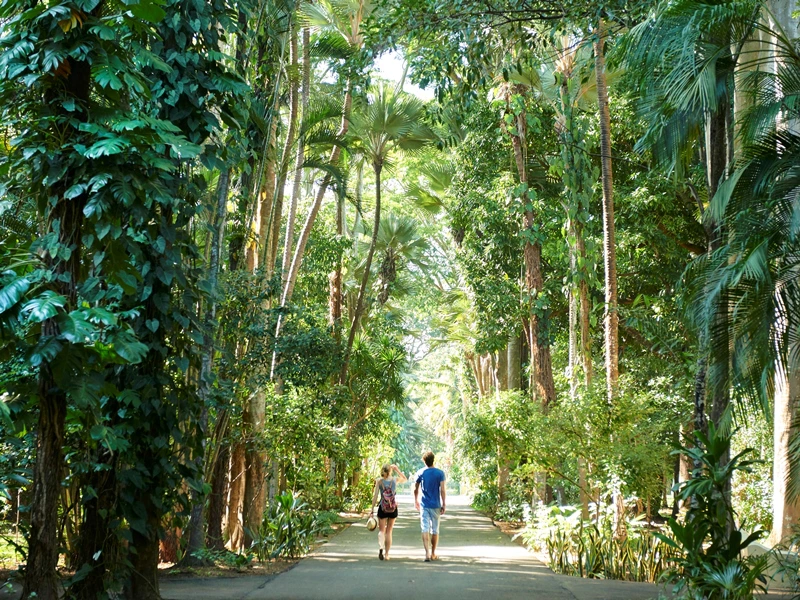Botanischer Garten Mauritius