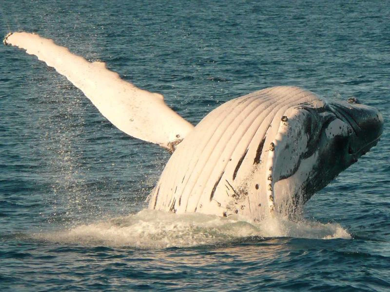 Wal springt aus dem Wasser Hermanus Südafrika
