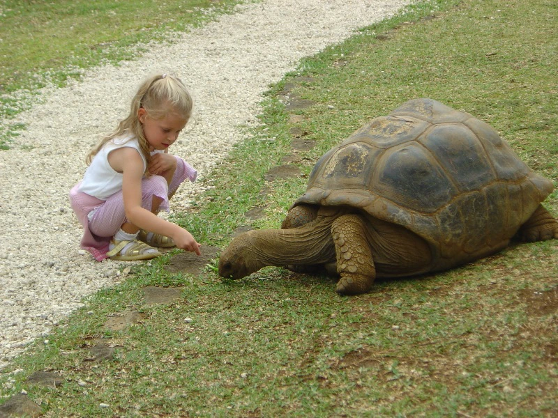Kulinarisches Mauritius