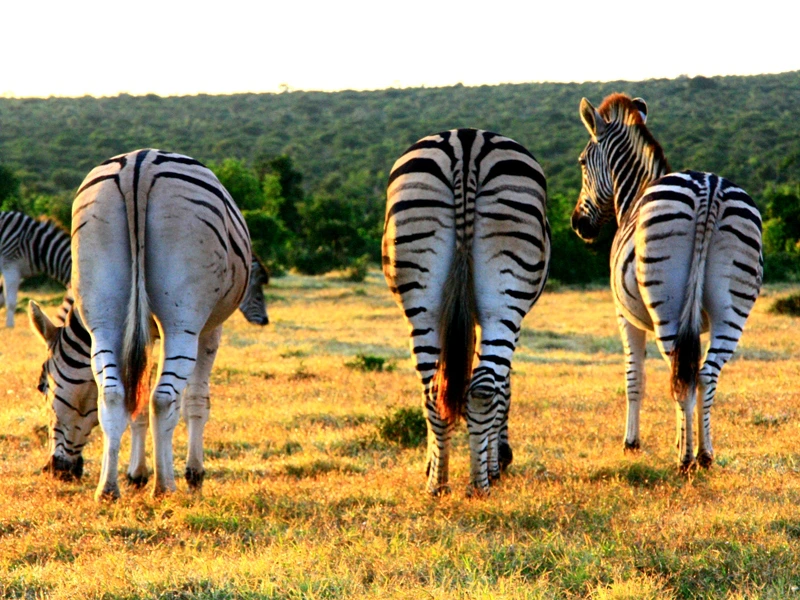 Drei Zebra Hinterteile Südafrika