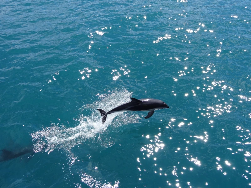 Delphin Südafrika