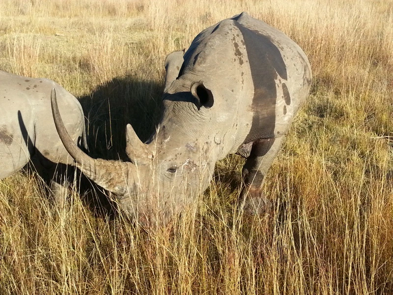 Nashorn in Südafrika