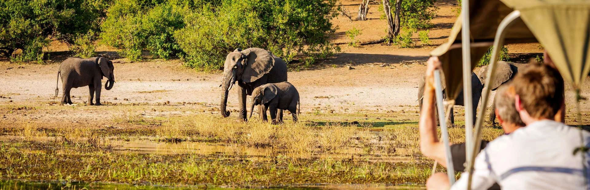 Elefantenbeobachtung auf Safari