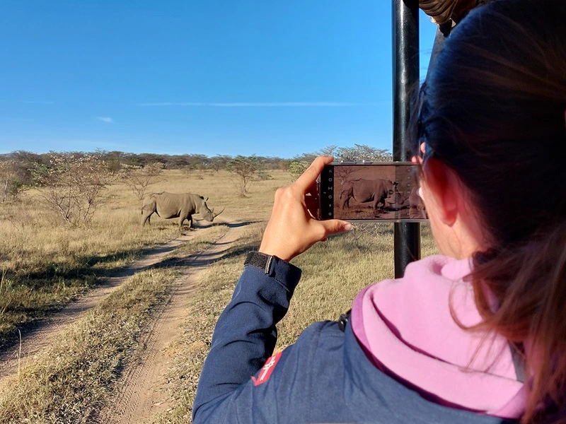Nashorn vor dem Safariauto