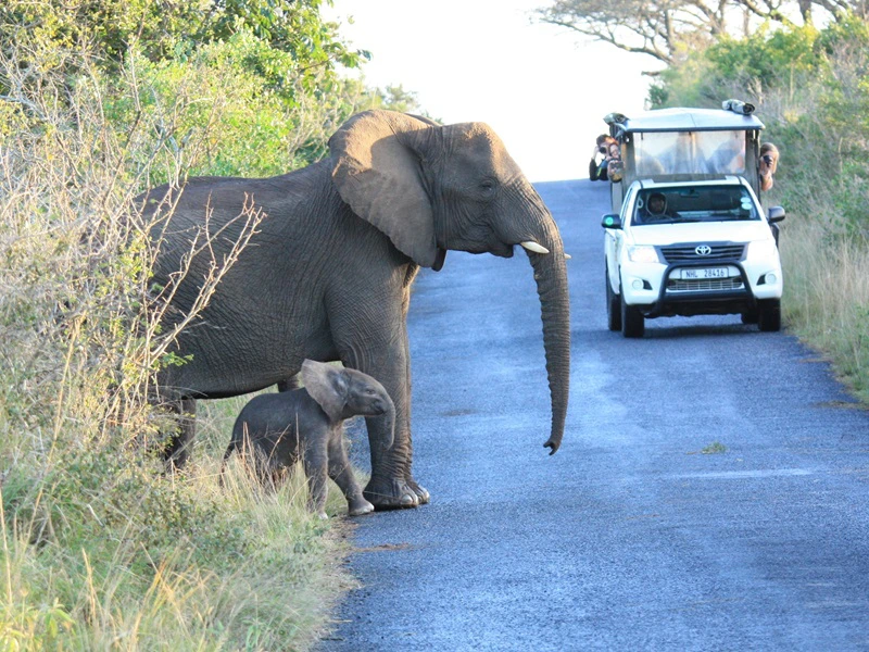 Safari in Südafrika - Elefanten Baby