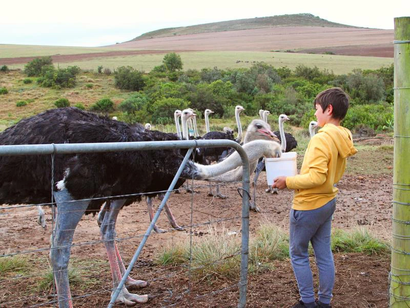 Strauße füttern in Heidelberg Südafrika