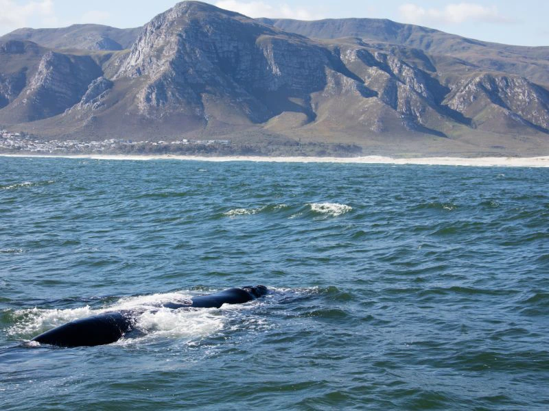 Waltour in Hermanus in Südafrika