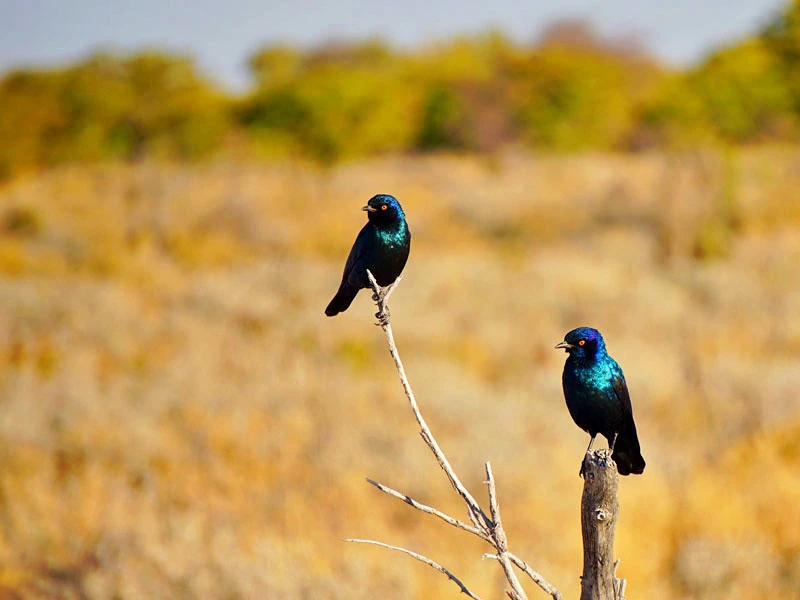 Vögel im Krüger Nationalpark Südafrika