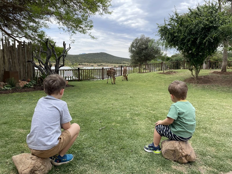 Nyalas im Camp beobachten