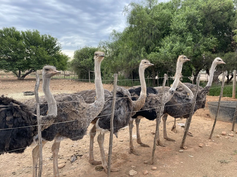 Straußenfarm in Oudtshoorn Südafrika