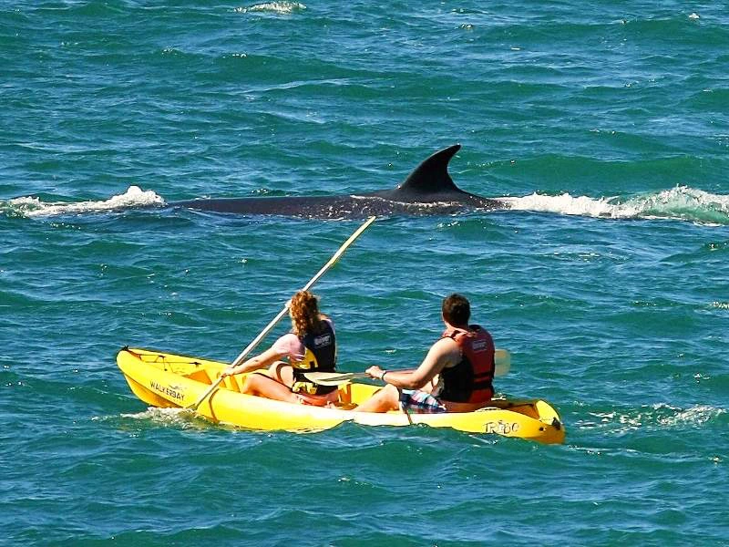 Kajaktour mit Walen vor der Küste von Hermanus