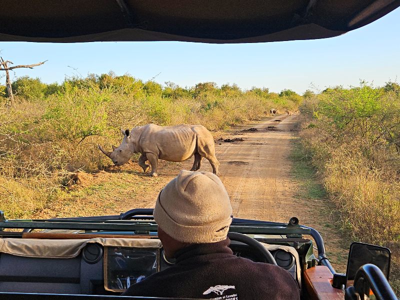 Nashörner auf Safari im Hlane Nationalpark Eswatini
