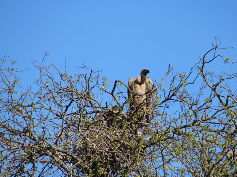 Geier im Hlane Nationalpark Eswatini