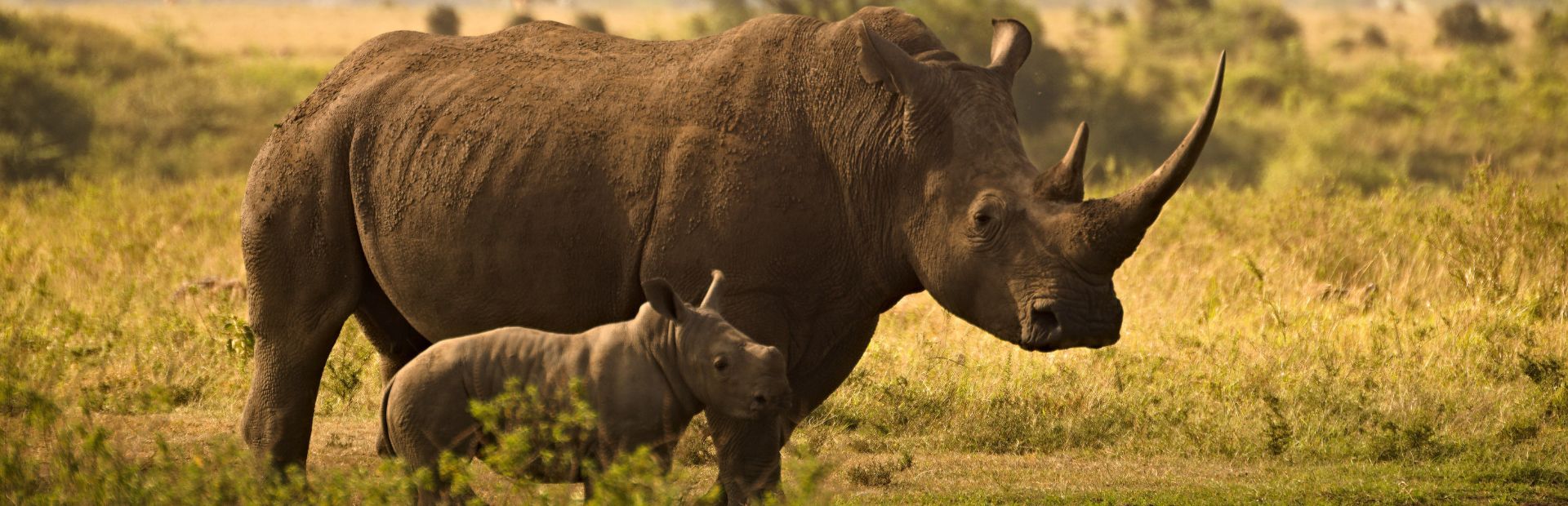 Nashörner im Hlane Nationalpark in Eswatini