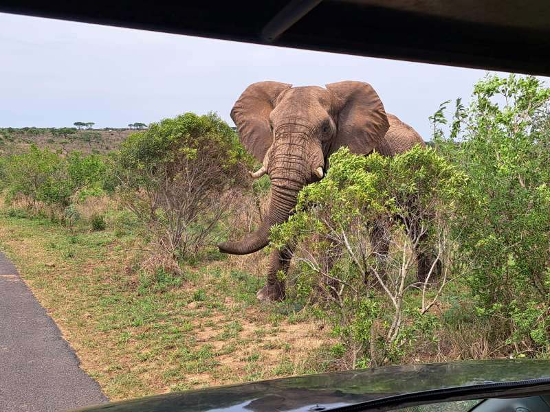 Elefant im Hluhluwe Nationalpark Südafrika
