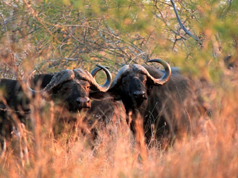 BĂĽffel im Mkhaya Game Reserve Eswatini