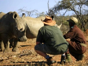 Nashorn im Mkhaya Reservat Eswatini