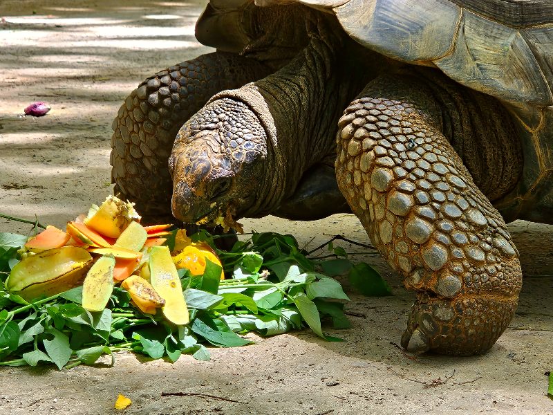 Schildkröten auf den Seychellen