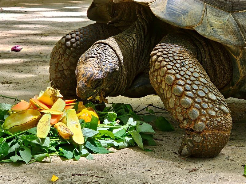 Schildkröten auf den Seychellen