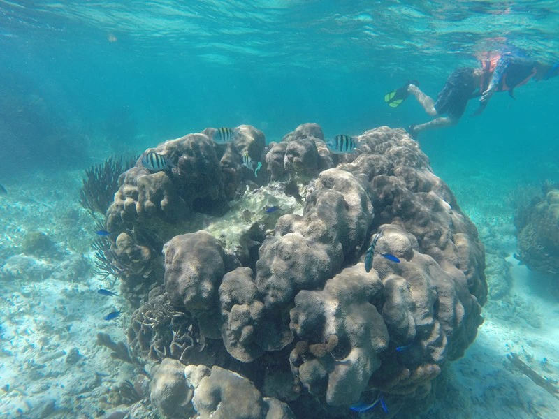 Korallen Unterwasser in Ägypten