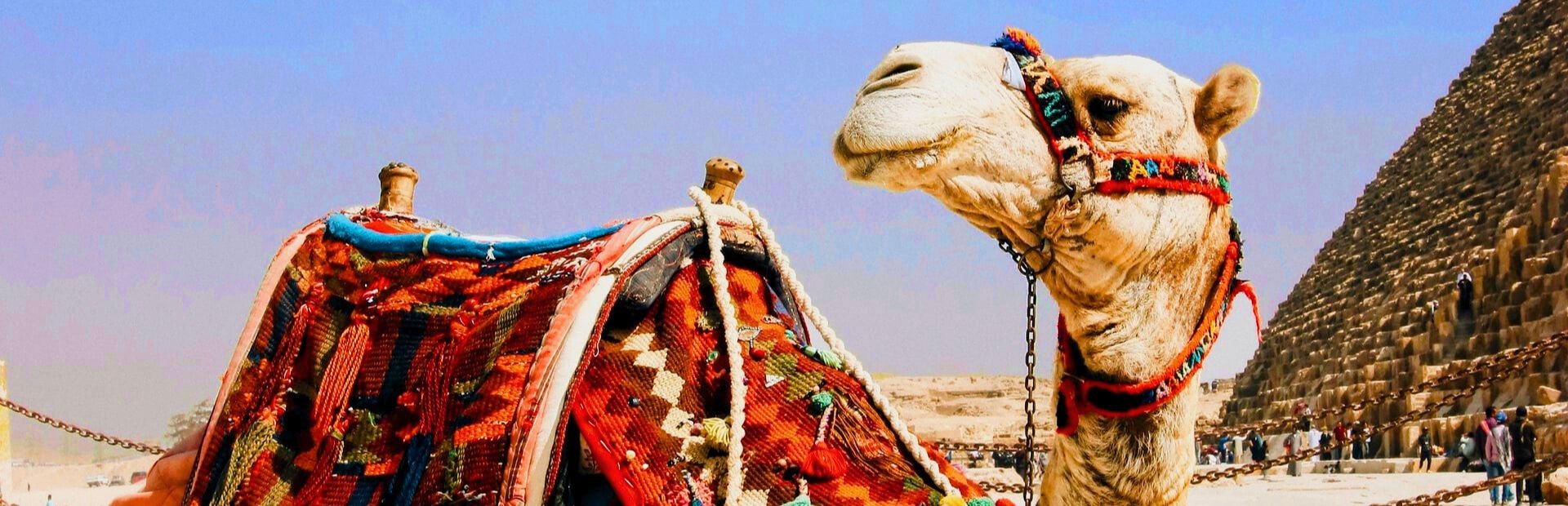 Ägypten Kamel