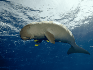 Seekühe im Roten Meer