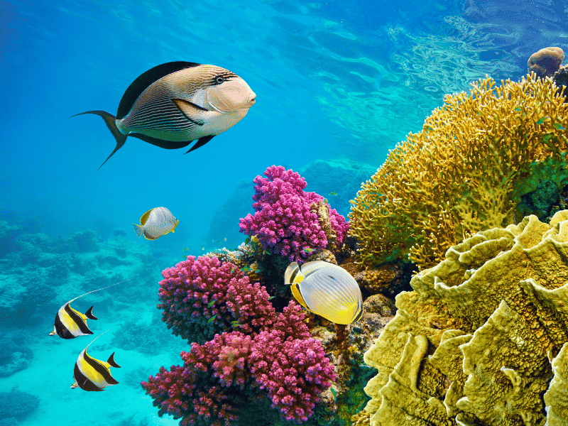 Unterwasserwelt im Nationalpark Wadi El-Gamal