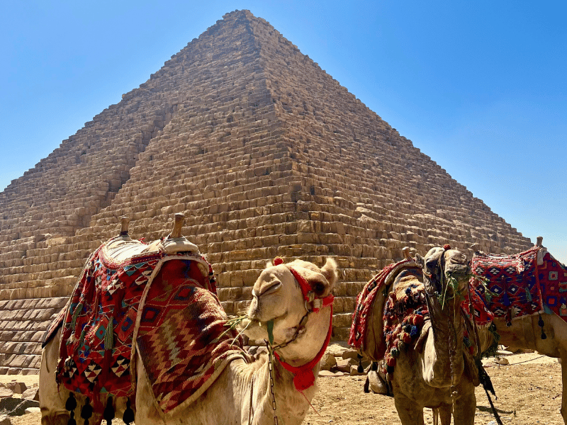 Kamele vor den Pyramiden in Gizeh