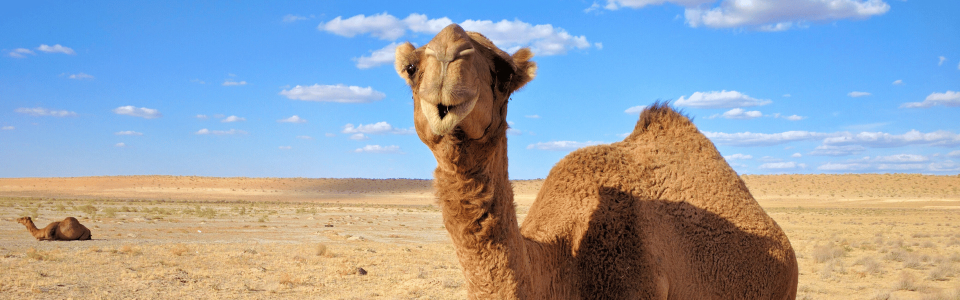 Kamel in Ägypten