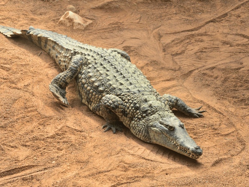 Nilkrokodil in Ägypten