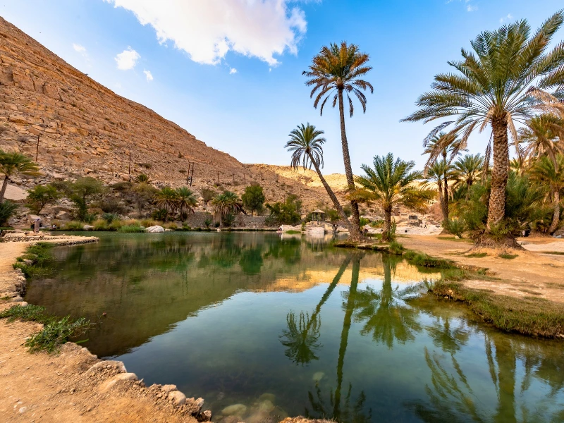 Palmen in der Oase Kharga, Ägypten